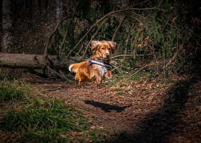 Riedblick-sued-west *